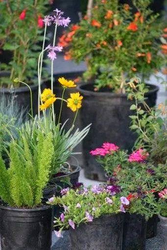 Potted succulents and small plants for sale